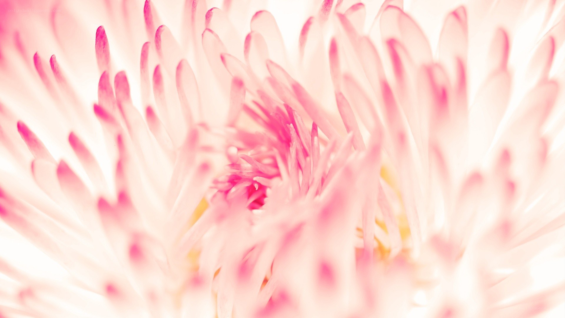 pink flower petals close-up