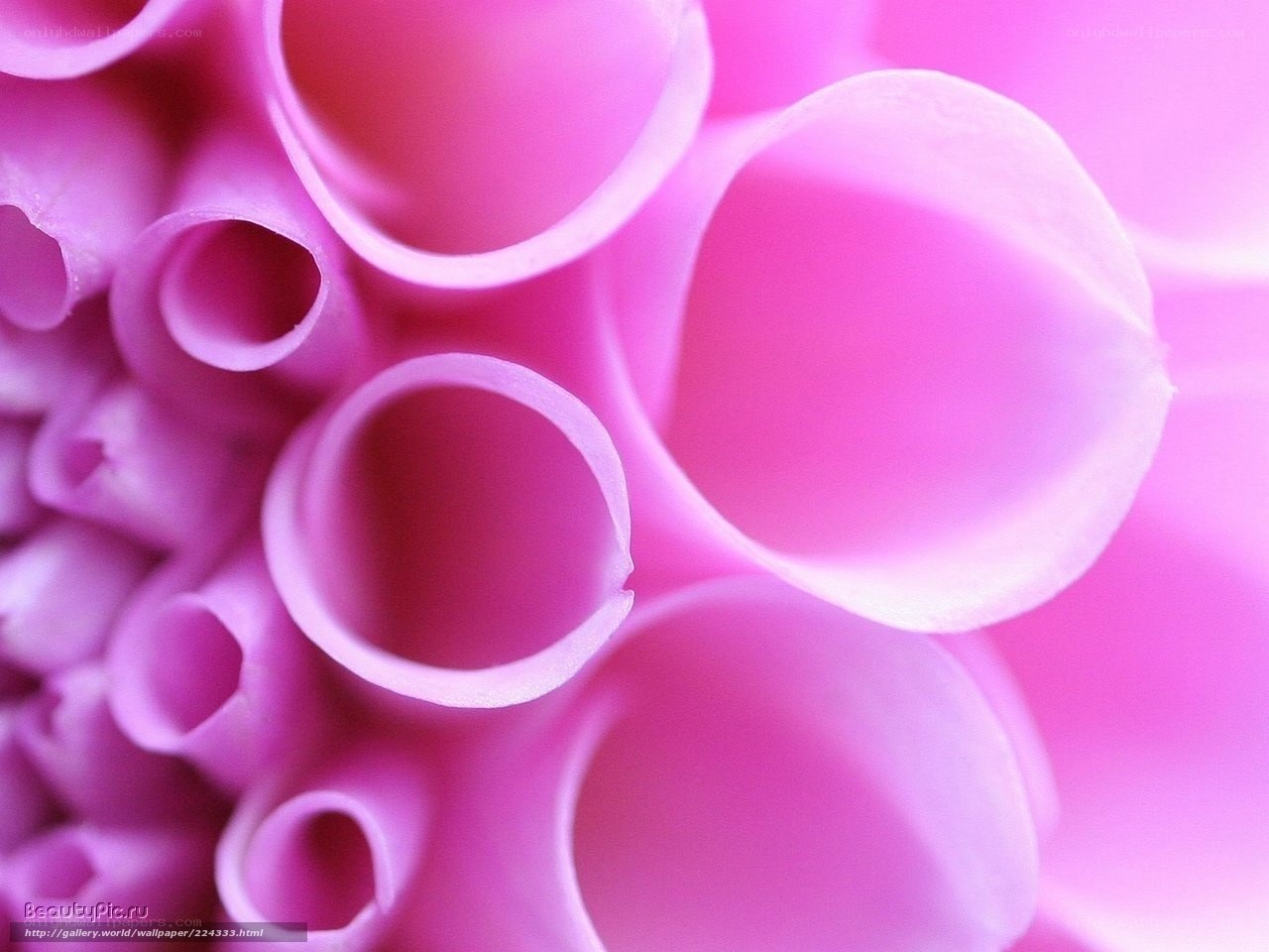 Pink flower petals close-up