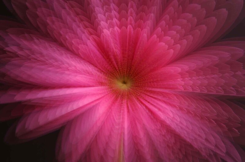 Pink Flower Petals — Dramatic