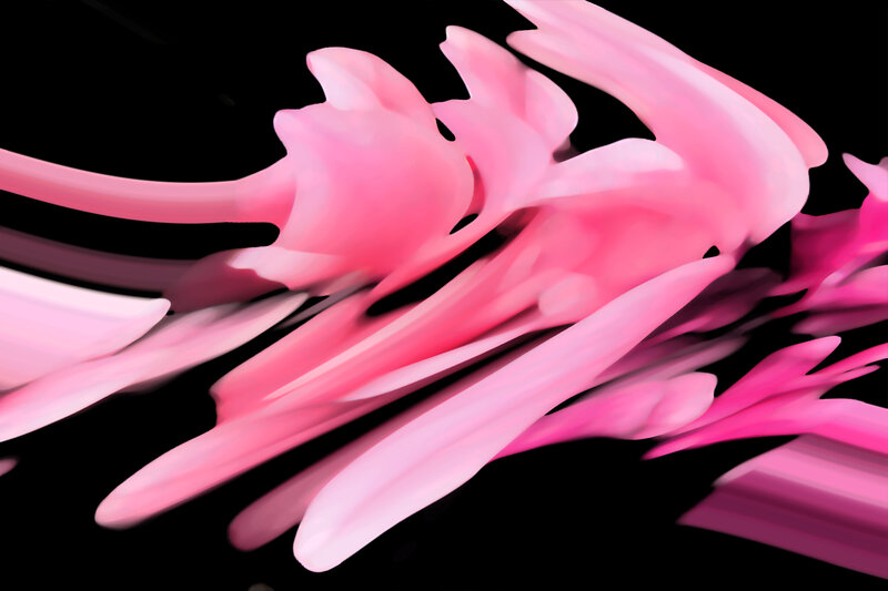 Pink Flower Petals — Dynamic