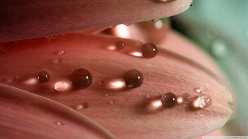 Pink Flower Petals — Green