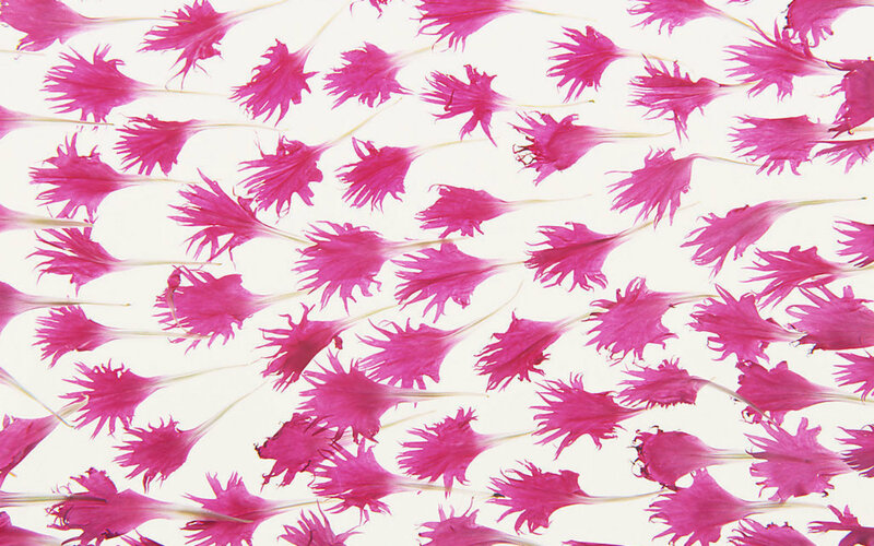 Pink Flower Petals — Magenta, Calm