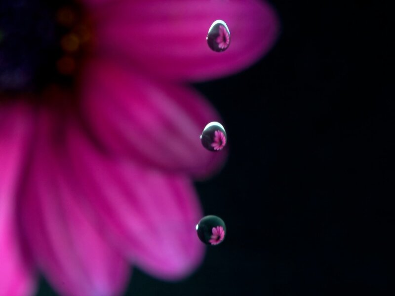 Pink Flower Petals — Magenta, Dramatic, Photograph, Droplets