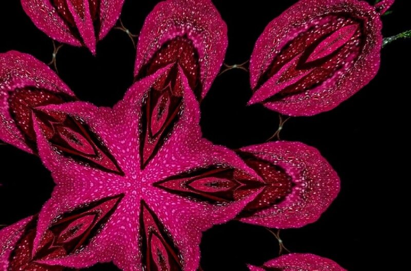Pink Flower Petals — Magenta, Dramatic