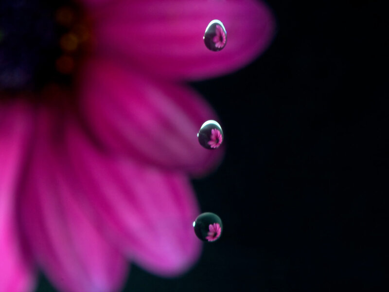 Pink Flower Petals — Magenta