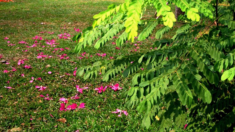 Pink Flower Petals on Grass