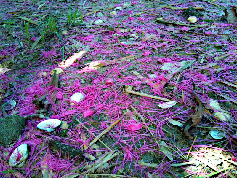 Pink Flower Petals on Ground