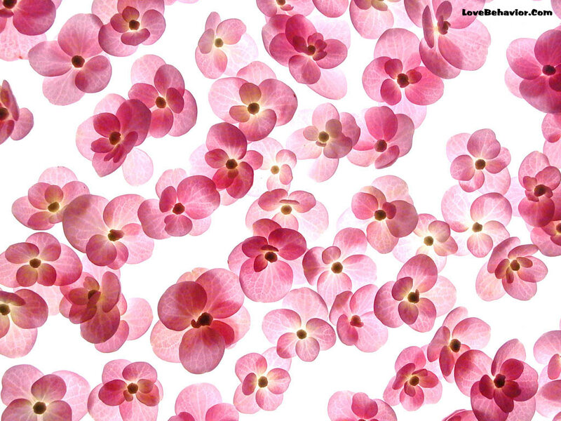 Pink flower petals on white