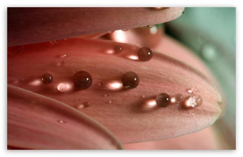 Pink Flower Petals — Serene, Photograph
