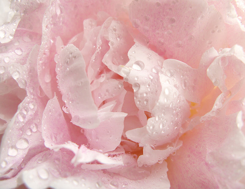 Pink Flower Petals — Serene, Photograph, Water Droplets, White