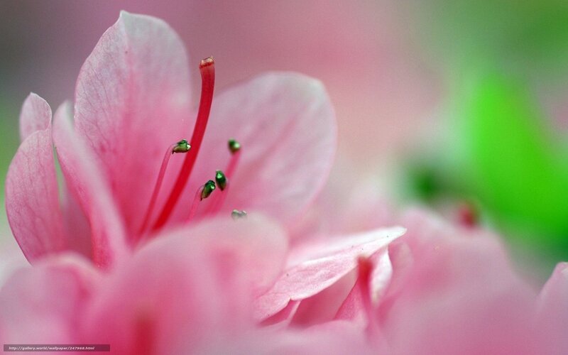 Pink Flower Petals — Serene, Spring