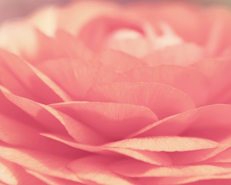 Pink Flower Petals — Serene