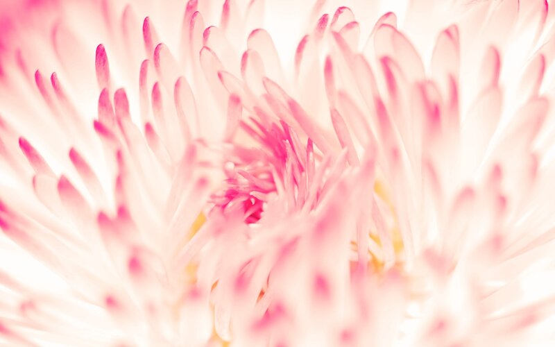 Pink Flower Petals — Soft, Photograph