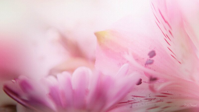 Pink Flower Petals — Soft