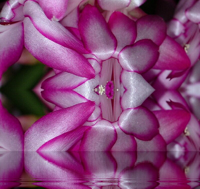 Pink Flower Petals