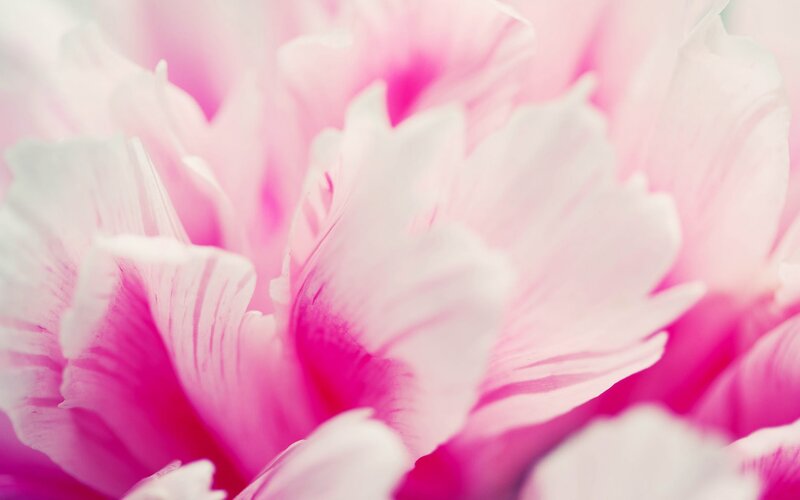 Pink Flower Petals — White