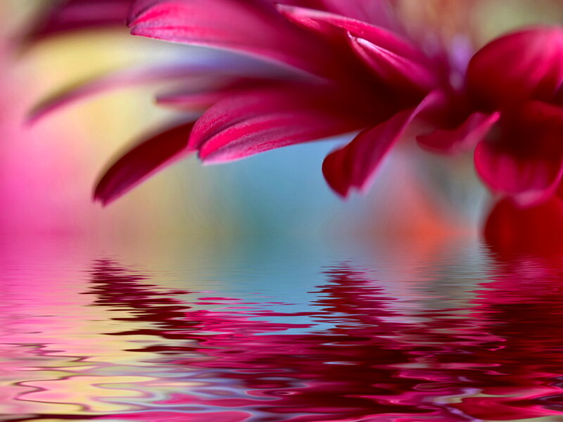 Pink Flower Reflection