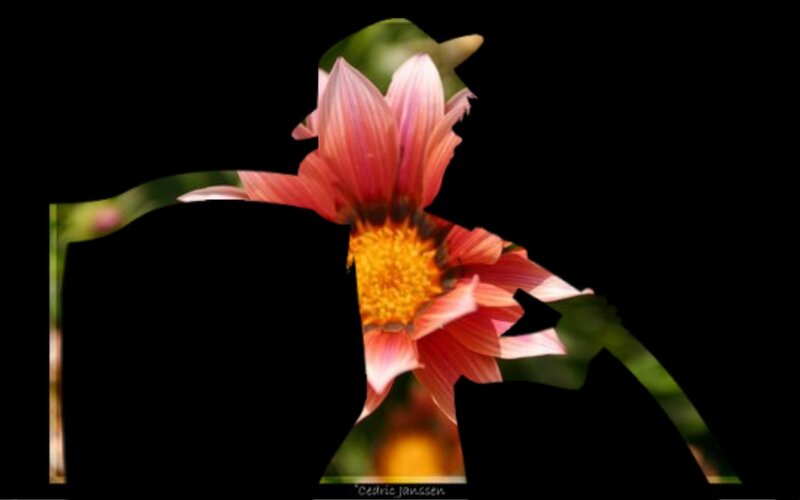 Pink Flower Silhouette