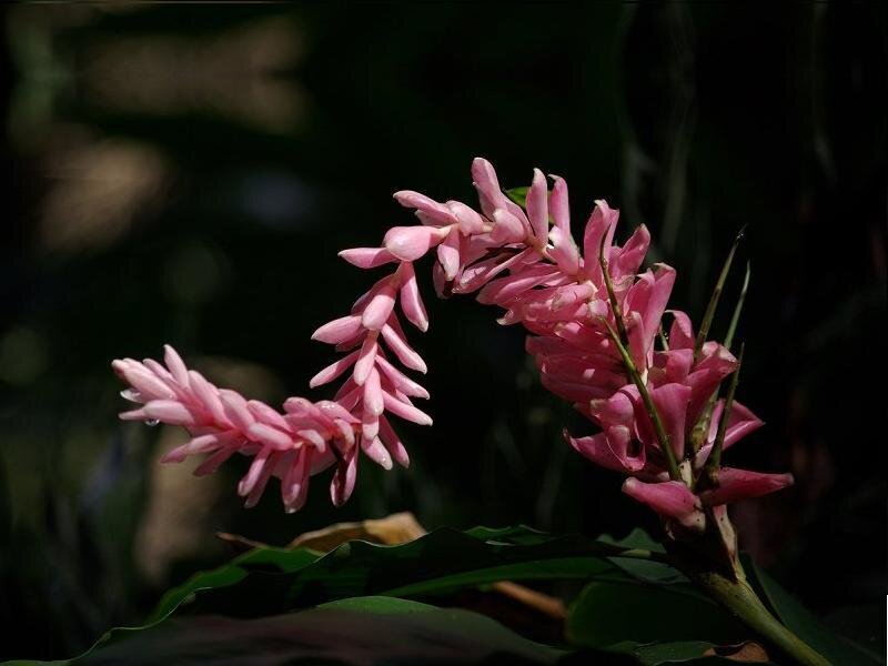 Pink Flower Spike — Dramatic