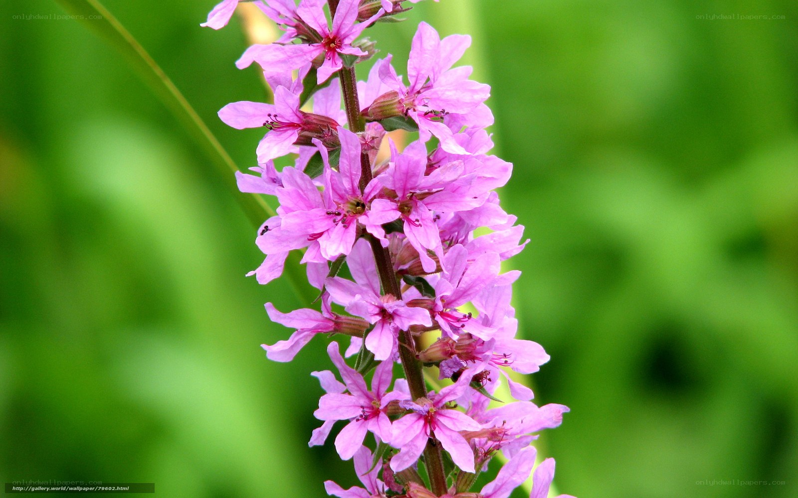 Pink flower spike in garden