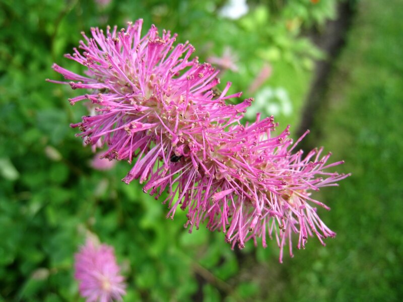 Pink Flower Spike — Natural
