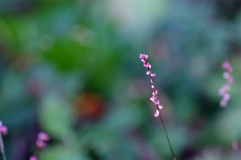 Pink Flower Spike — Purple, Serene