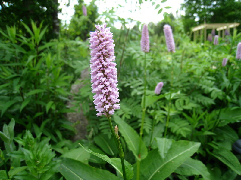 Pink Flower Spike — Purple