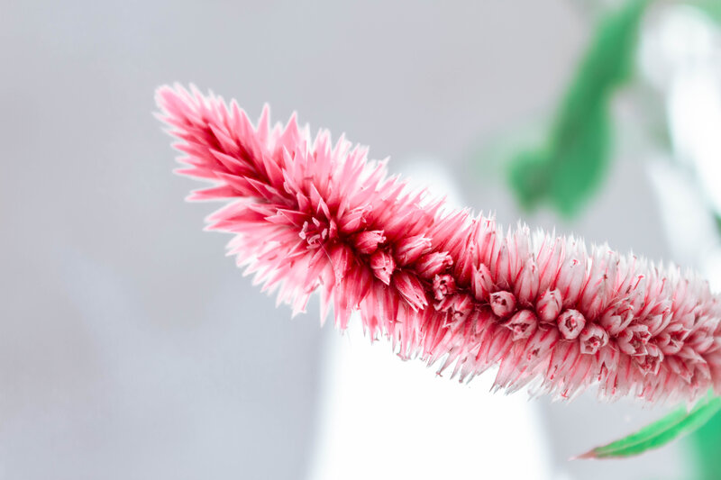 Pink Flower Spike — Serene