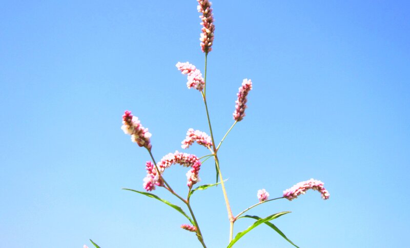 Pink Flower Spikes — Blue