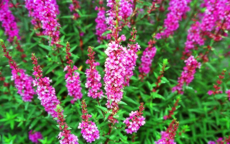 Pink Flower Spikes — Calm, Summer
