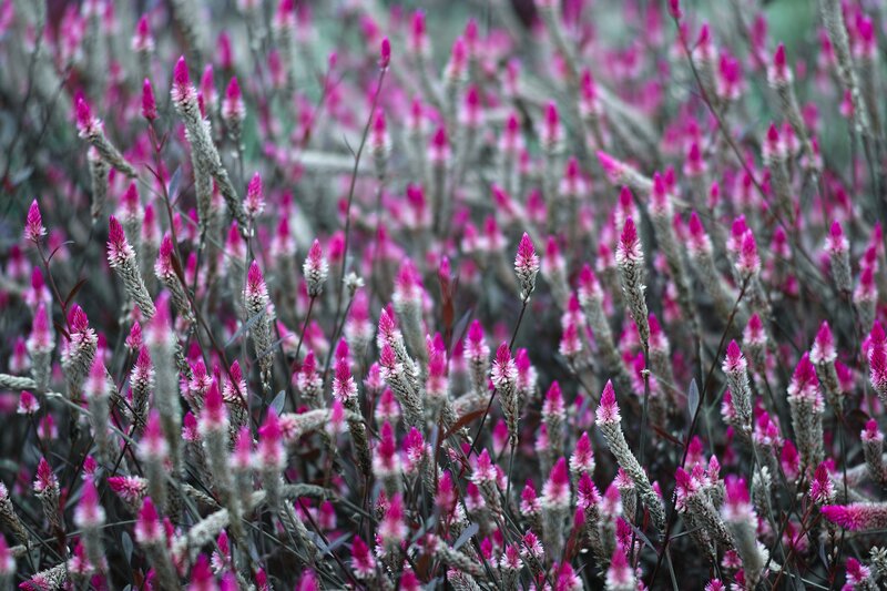 Pink Flower Spikes — Calm