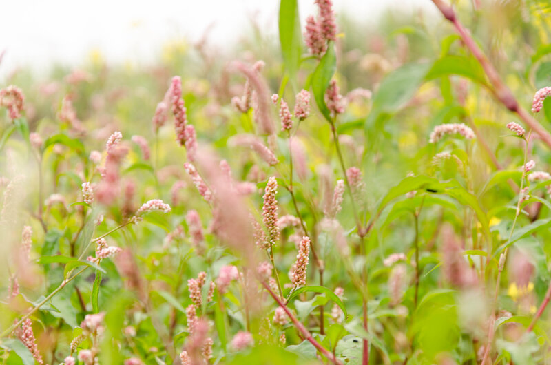 Pink Flower Spikes in Field