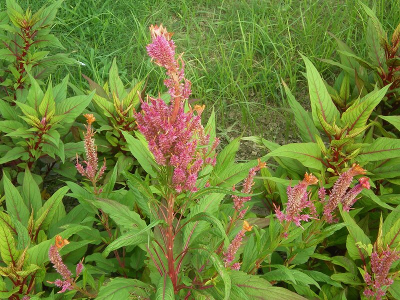 pink flower spikes in green foliage