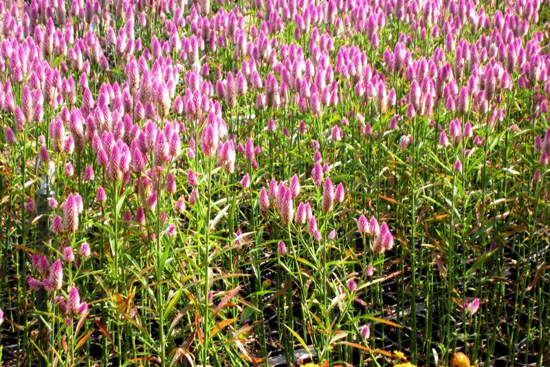 Pink Flower Spikes — Purple