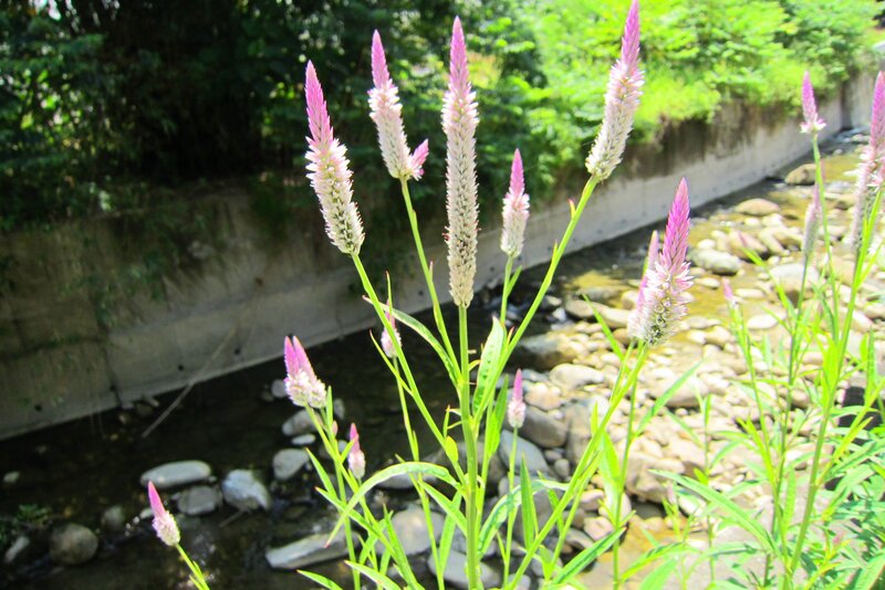 Pink Flower Spikes — Serene