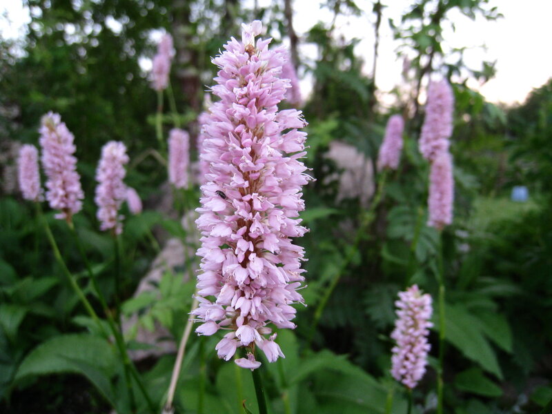 Pink Flower Spikes