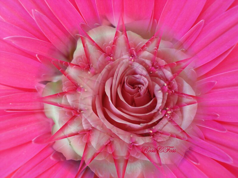 Pink flower spiral pattern