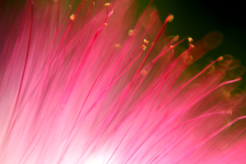 Pink flower stamen close-up
