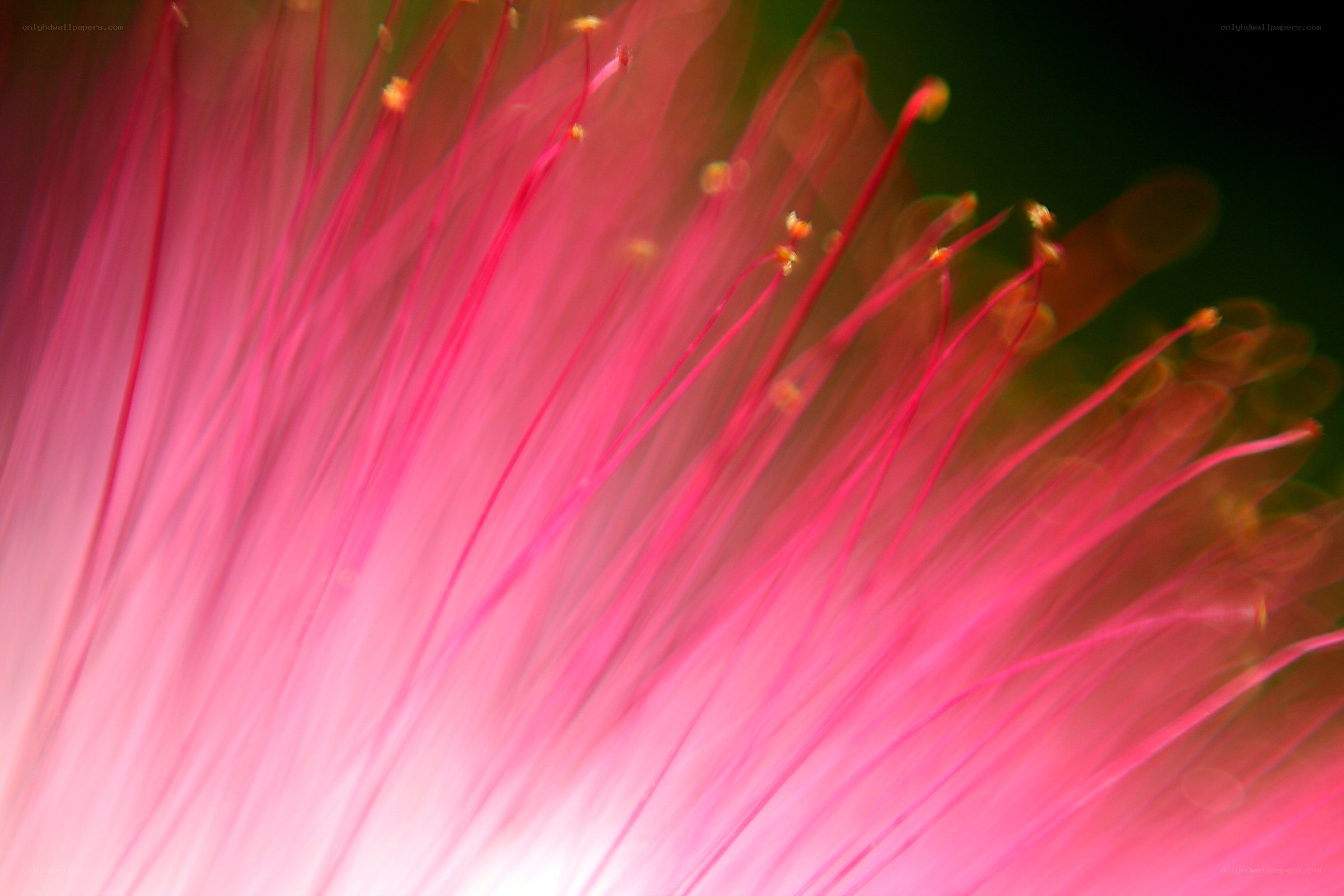 Pink flower stamen close-up