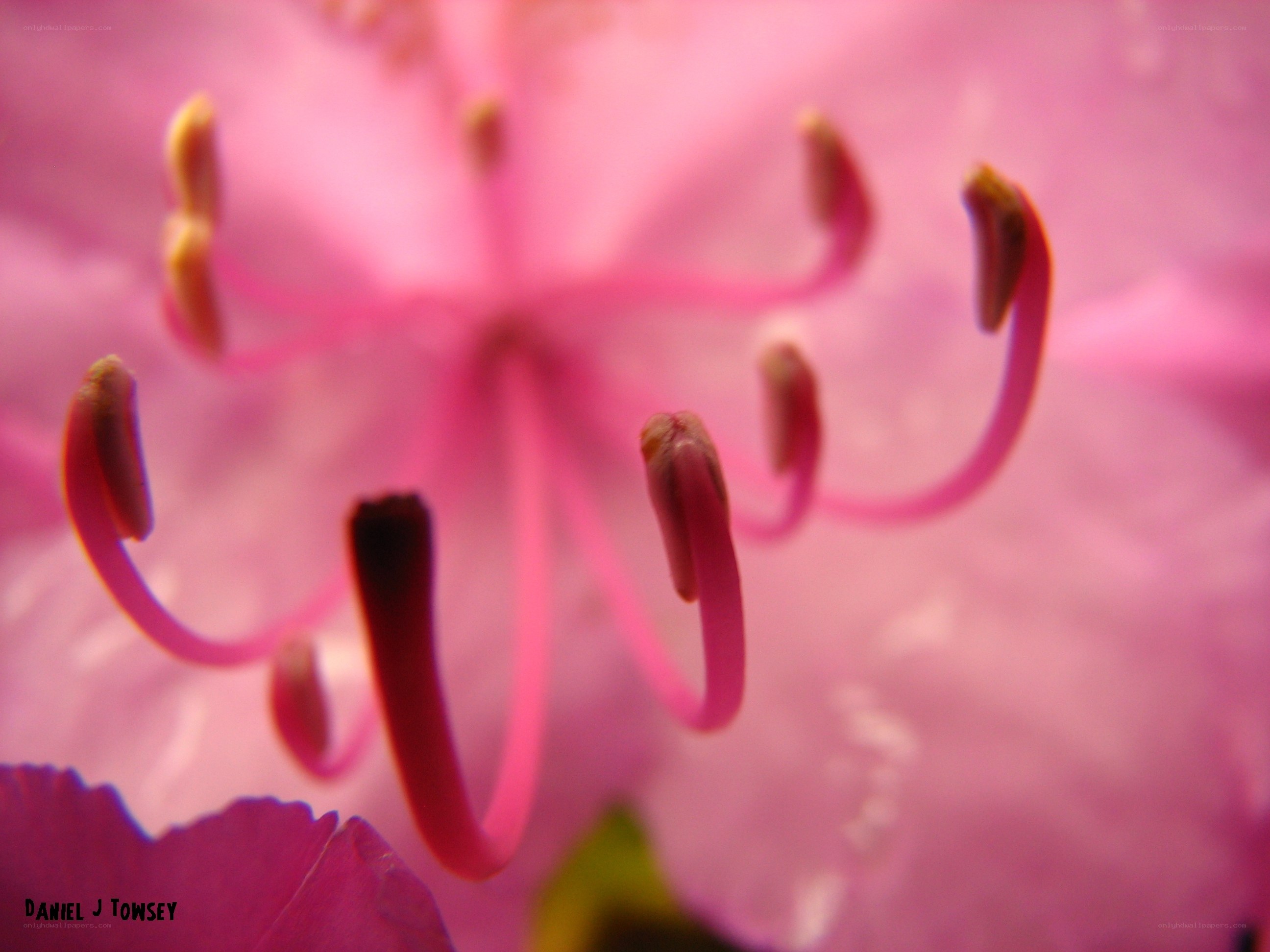 Pink flower stamen close-up