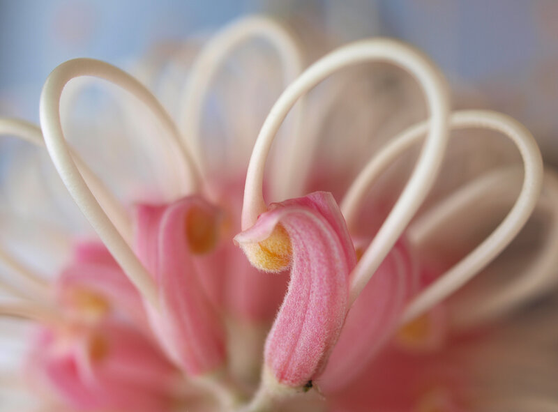 Pink Flower Stamen