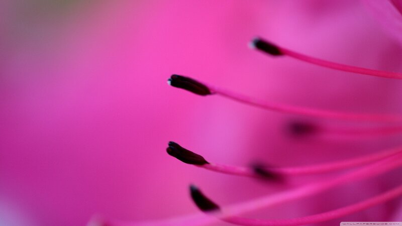 Pink Flower Stamens — Calm