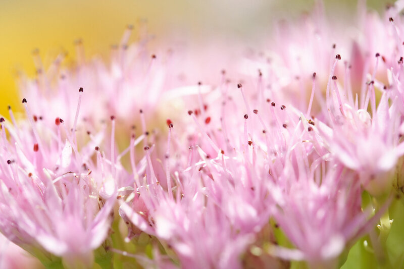 Pink Flower Stamens