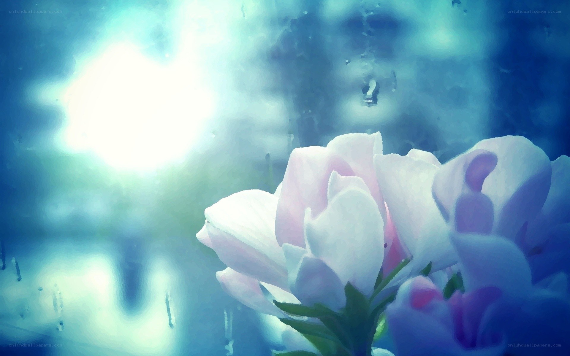 Pink flower under blue light
