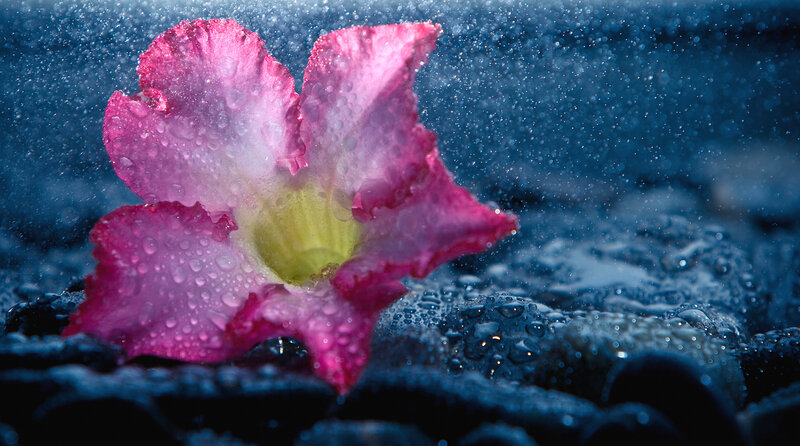 Pink Flower Underwater