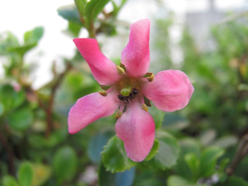 pink flower with ant