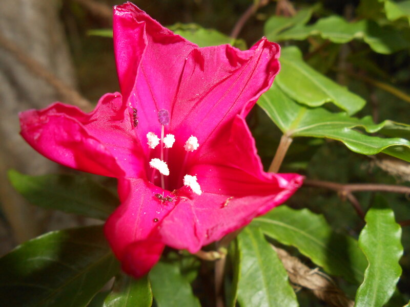 Pink Flower with Ants — Natural