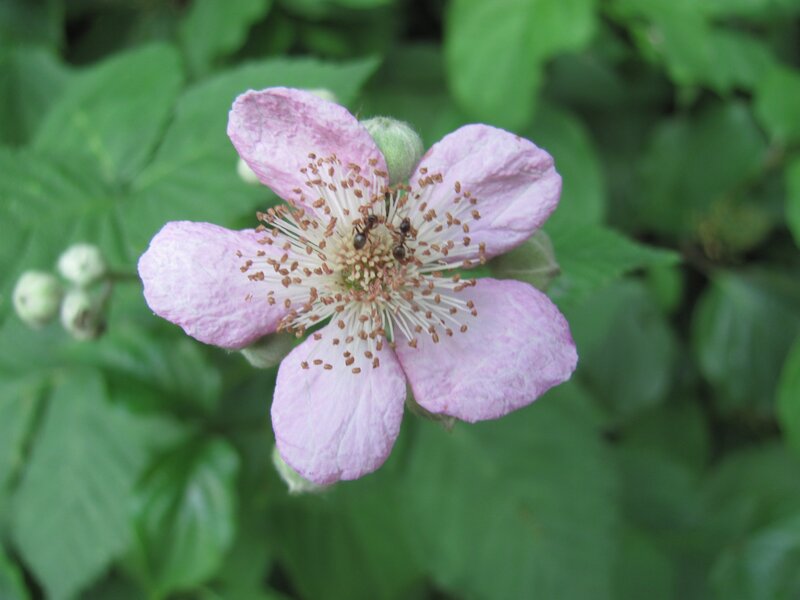 pink flower with ants