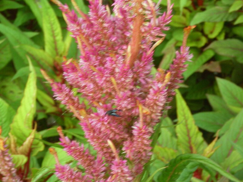 pink flower with bee