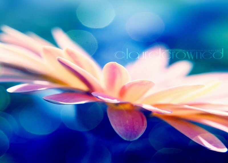 Pink flower with blue background